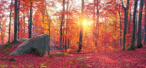 Украина, осенний лес, камни, Закарпатье, деревья, красные, жёлтые, розовые